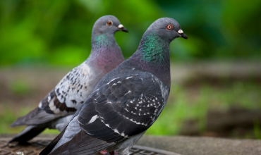 Bird Pro